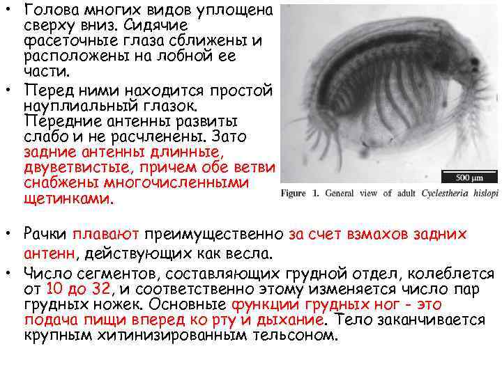  • Голова многих видов уплощена сверху вниз. Сидячие фасеточные глаза сближены и расположены