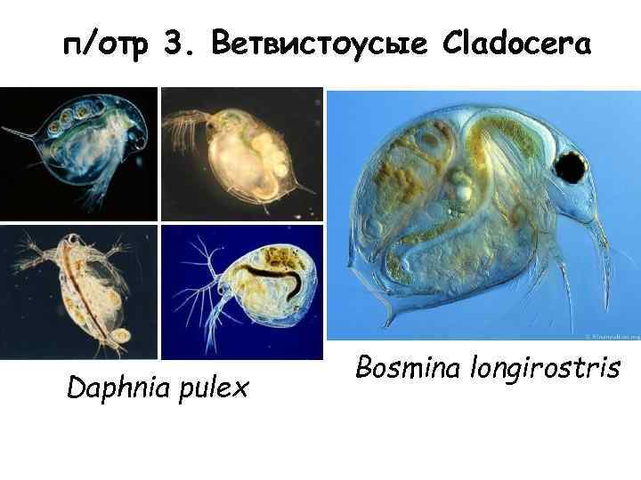 п/отр 3. Ветвистоусые Cladocera Daphnia pulex Bosmina longirostris 