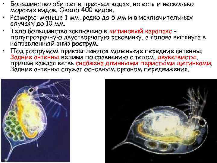  • Большинство обитает в пресных водах, но есть и несколько морских видов. Около