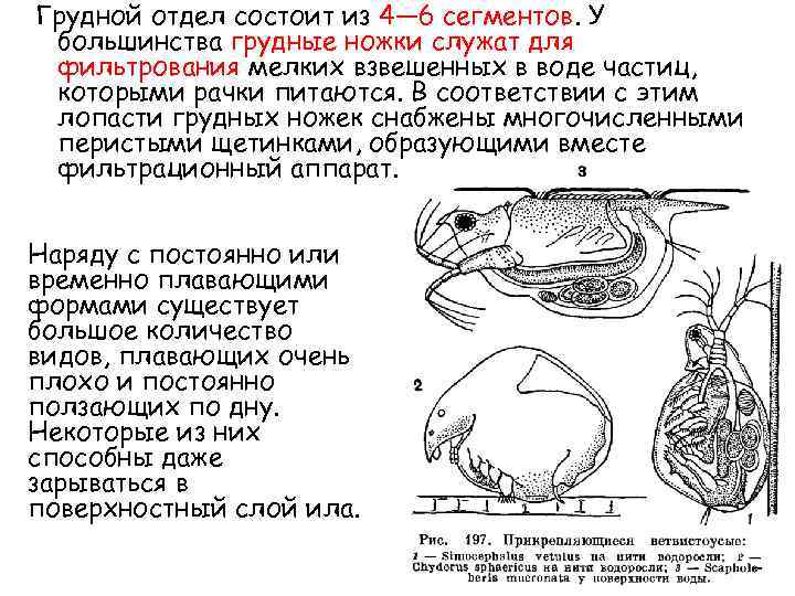 Грудной отдел состоит из 4— 6 сегментов. У большинства грудные ножки служат для фильтрования