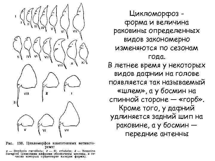 Цикломорфоз форма и величина раковины определенных видов закономерно изменяются по сезонам года. В летнее