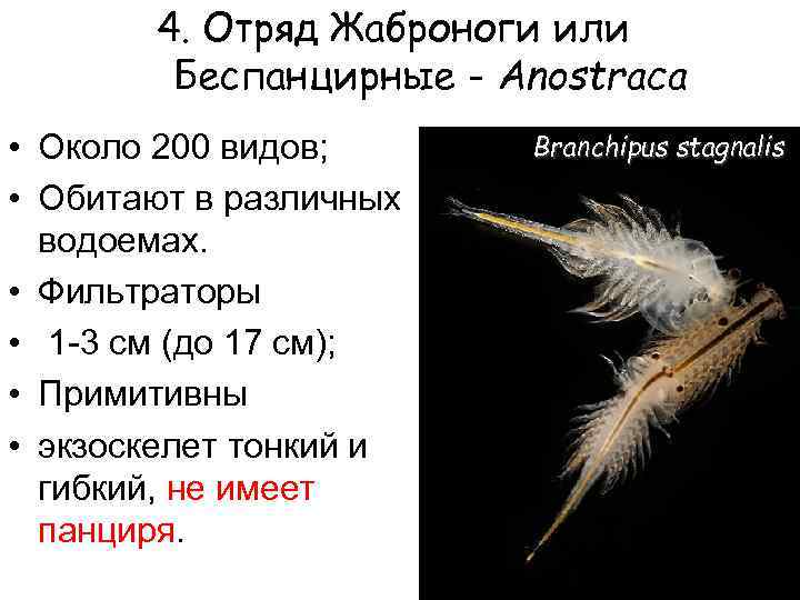 4. Отряд Жаброноги или Беспанцирные - Anostraca • Около 200 видов; • Обитают в