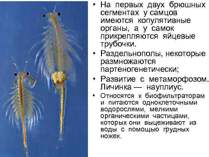  • На первых двух брюшных сегментах у самцов имеются копулятивные органы, а у