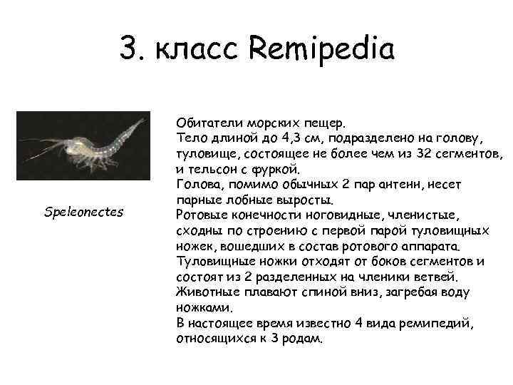 3. класс Remipedia Speleonectes Обитатели морских пещер. Тело длиной до 4, 3 см, подразделено