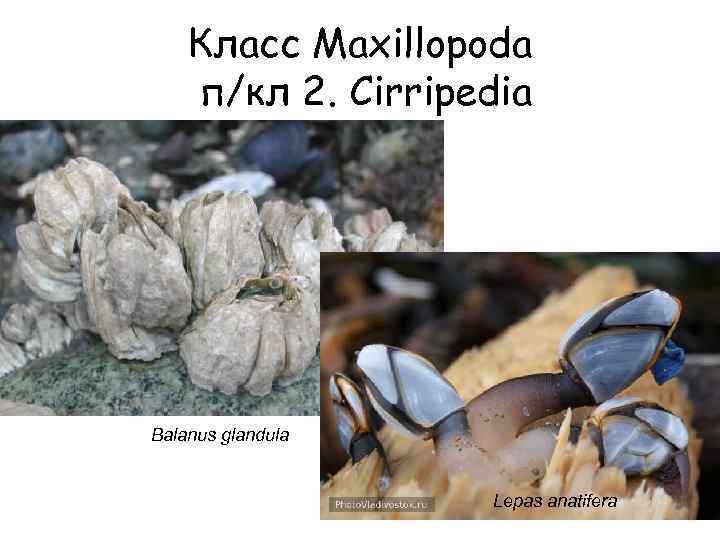 Класс Maxillopoda п/кл 2. Cirripedia Balanus glandula Lepas anatifera 