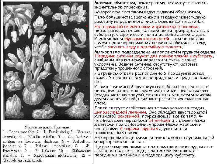  • • • Морские обитатели, некоторые из них могут выносить значительное опреснение. Во