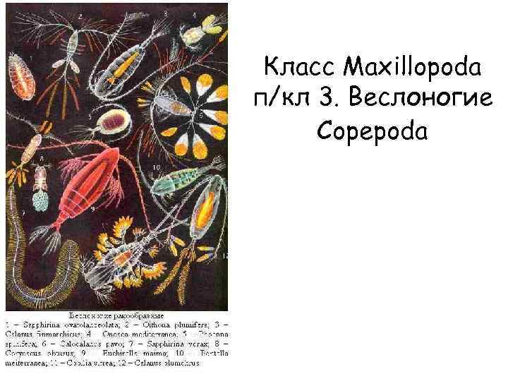 Класс Maxillopoda п/кл 3. Веслоногие Copepoda Pennella balaenoptera 