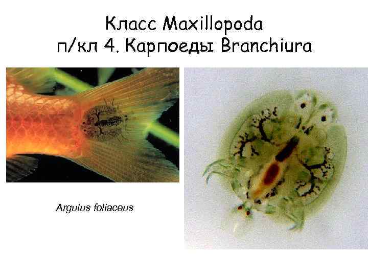 Класс Maxillopoda п/кл 4. Карпоеды Branchiura Argulus foliaceus 