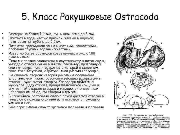 5. Класс Ракушковые Ostracoda • • Размеры не более 1 -2 мм, лишь немногие