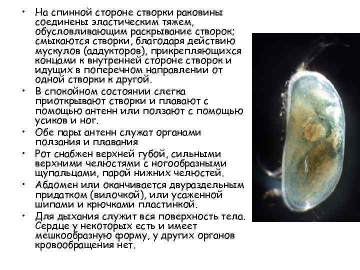  • На спинной стороне створки раковины соединены эластическим тяжем, обусловливающим раскрывание створок; смыкаются