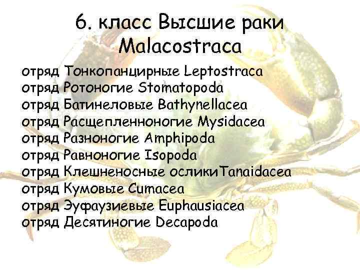 6. класс Высшие раки Malacostraca отряд Тонкопанцирные Leptostraca отряд Ротоногие Stomatopoda отряд Батинеловые Bathynellacea