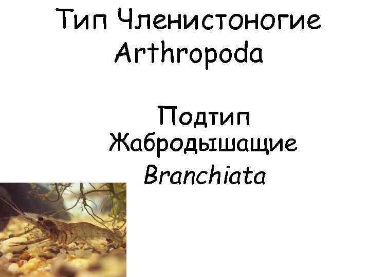 Тип Членистоногие Arthropoda Подтип Жабродышащие Branchiata 