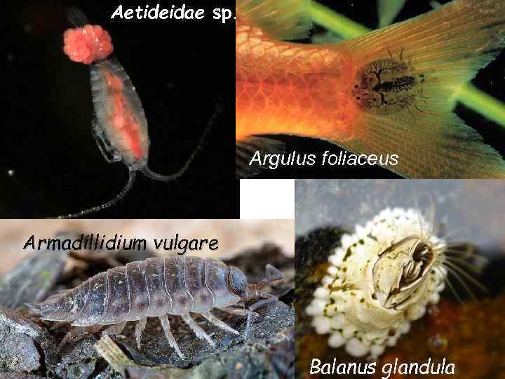 Aetideidae sp. Argulus foliaceus Armadillidium vulgare Balanus glandula 