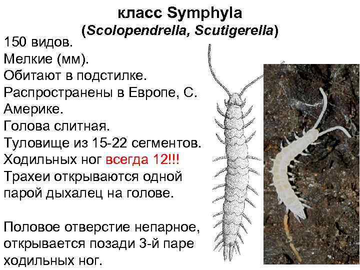 класс Symphyla (Scolopendrella, Scutigerella) 150 видов. Мелкие (мм). Обитают в подстилке. Распространены в Европе,