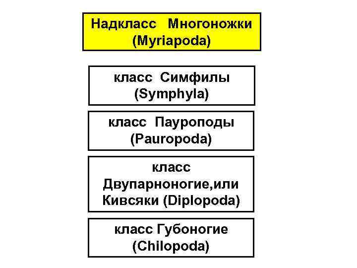 Надкласс Многоножки (Myriapoda) класс Симфилы (Symphyla) класс Пауроподы (Pauropoda) класс Двупарноногие, или Кивсяки (Diplopoda)