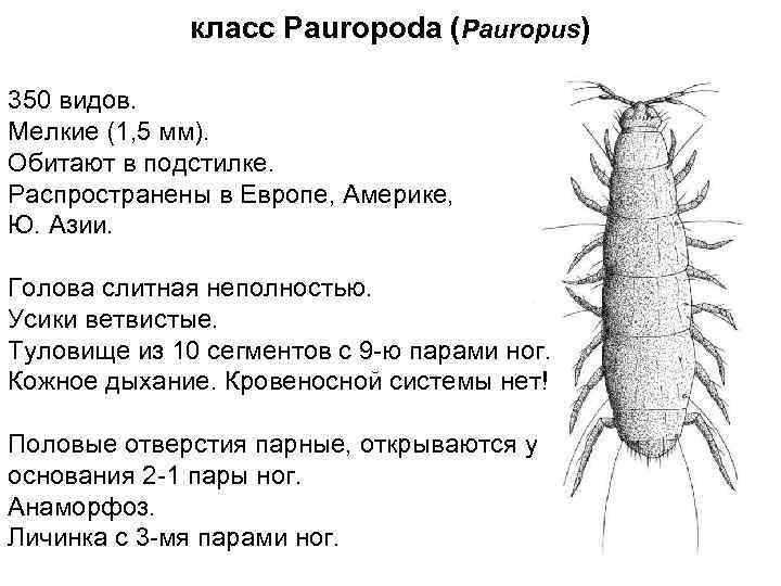 класс Pauropoda (Pauropus) 350 видов. Мелкие (1, 5 мм). Обитают в подстилке. Распространены в