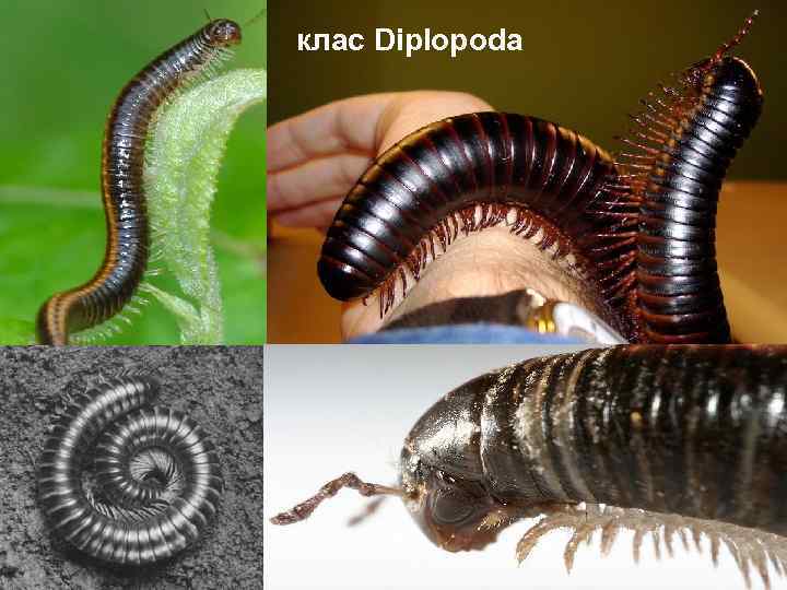 клас Diplopoda 