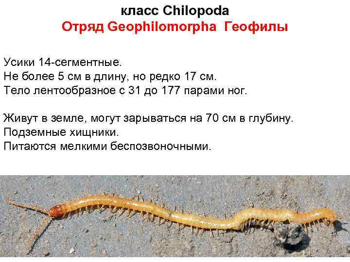 класс Chilopoda Отряд Geophilomorpha Геофилы Усики 14 -сегментные. Не более 5 см в длину,