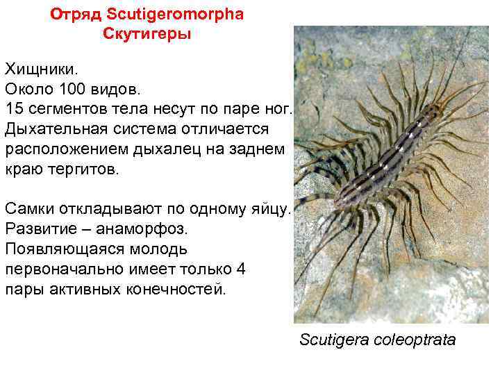 Отряд Scutigeromorpha Скутигеры Хищники. Около 100 видов. 15 сегментов тела несут по паре ног.