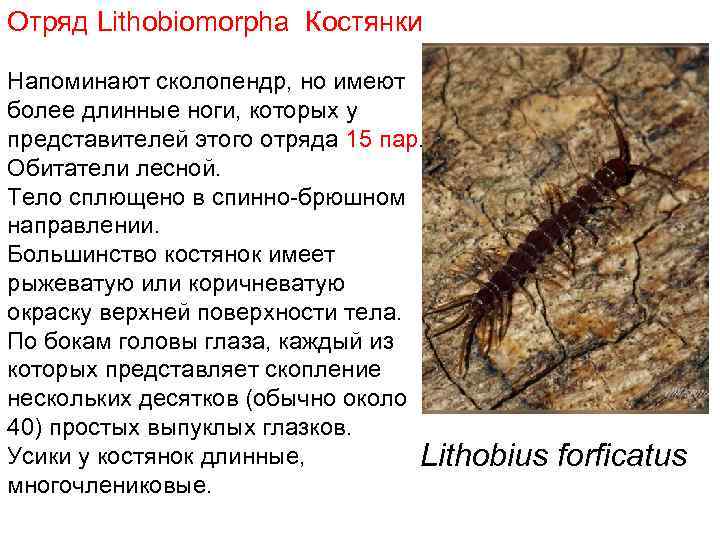 Отряд Lithobiomorpha Костянки Напоминают сколопендр, но имеют более длинные ноги, которых у представителей этого