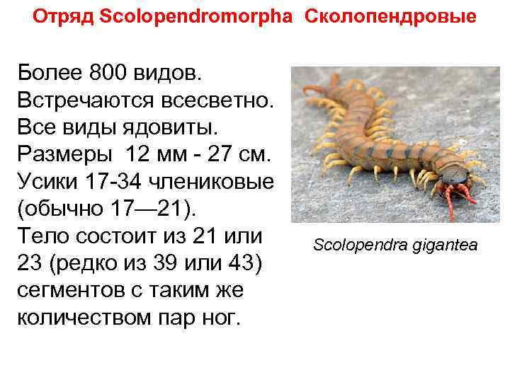 Отряд Scolopendromorpha Сколопендровые Более 800 видов. Встречаются всесветно. Все виды ядовиты. Размеры 12 мм