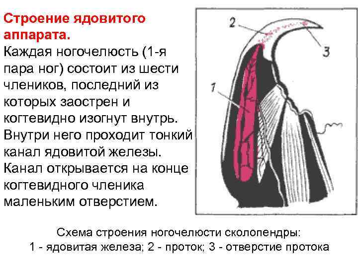 Строение ядовитого аппарата. Каждая ногочелюсть (1 -я пара ног) состоит из шести члеников, последний