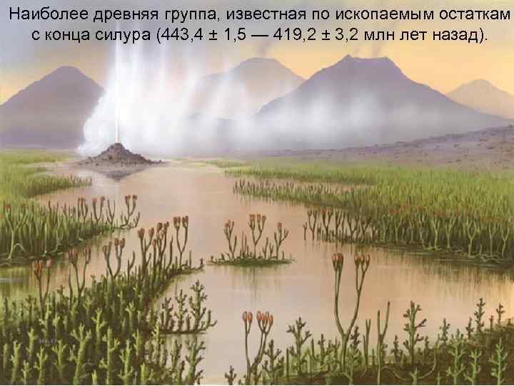 Наиболее древняя группа, известная по ископаемым остаткам с конца силура (443, 4 ± 1,