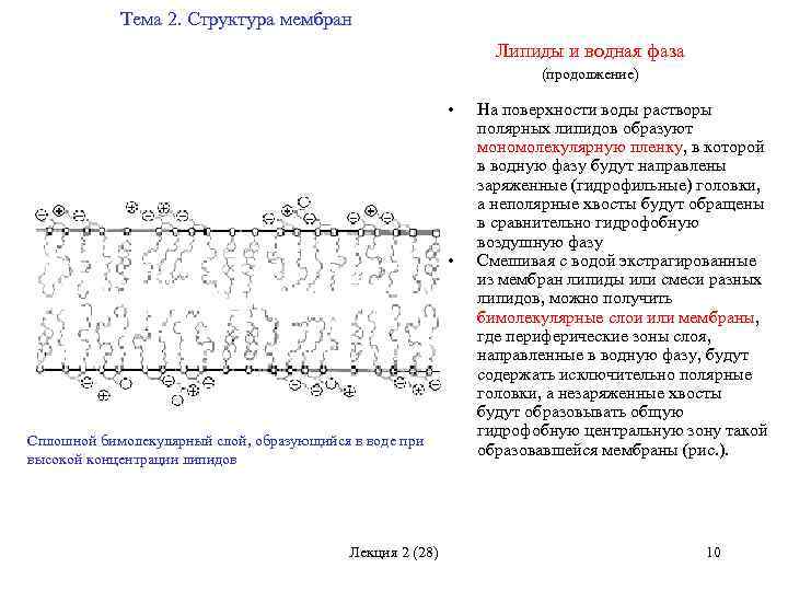 Тема 2. Структура мембран Липиды и водная фаза (продолжение) • • Сплошной бимолекулярный слой,