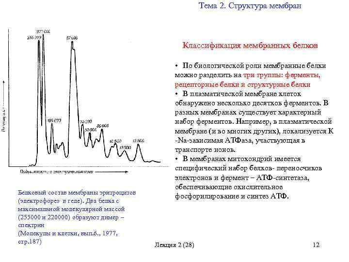 Тема 2. Структура мембран Классификация мембранных белков Белковый состав мембраны эритроцитов (электрофорез в геле).