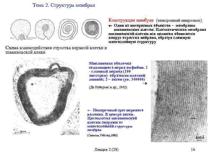 Тема 2. Структура мембран Конструкция мембран (электронный микроскоп) Один из интересных объектов – мембраны
