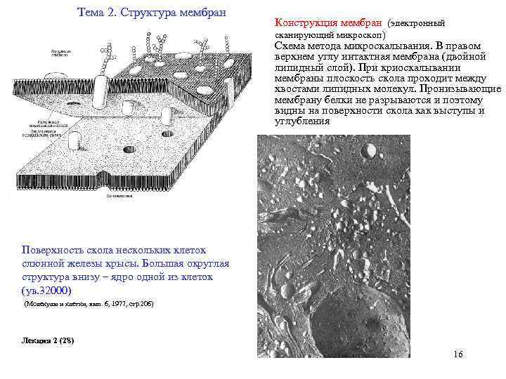 Тема 2. Структура мембран Конструкция мембран (электронный сканирующий микроскоп) Схема метода микроскалывания. В правом