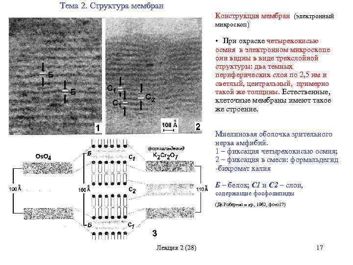 Тема 2. Структура мембран Конструкция мембран (электронный микроскоп) • При окраске четырехокисью осмия в