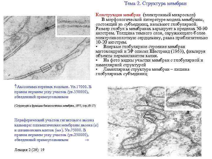 Тема 2. Структура мембран Конструкция мембран (электронный микроскоп) В морфологической литературе модель мембраны, состоящей