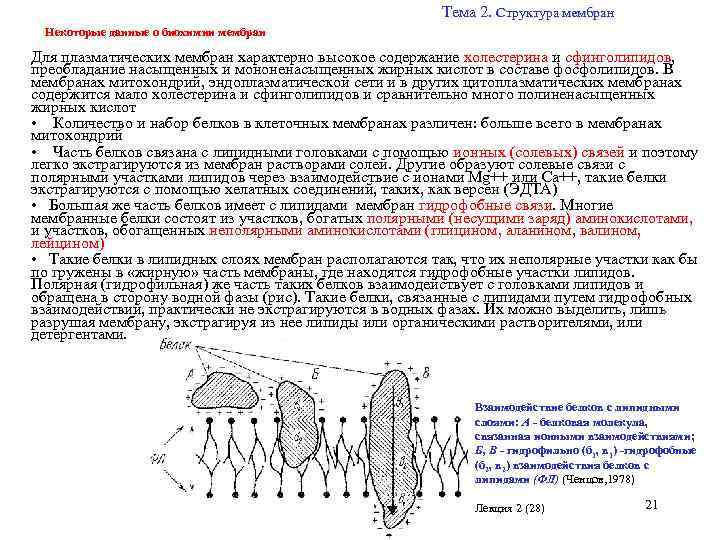 Свойства мембранных липидов. Схема строения биологической мембраны биохимия. Строение липидов мембран биохимия. Строение биологических мембран биохимия. Структурная организация мембран биохимия.