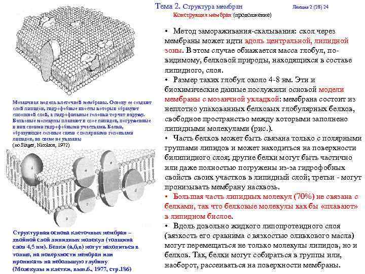 Тема 2. Структура мембран Лекция 2 (28) 24 Конструкция мембран (продолжение) Мозаичная модель клеточной
