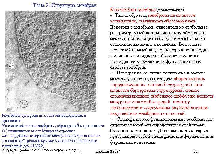 Тема 2. Структура мембран Конструкция мембран (продолжение) • Таким образом, мембраны не являются застывшими,