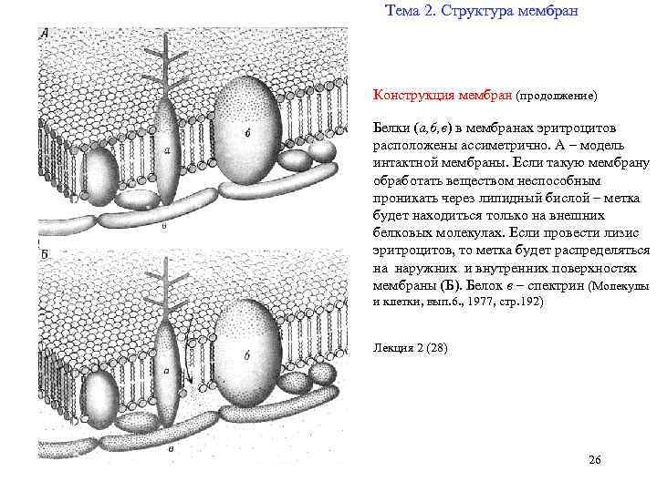 Тема 2. Структура мембран Конструкция мембран (продолжение) Белки (а, б, в) в мембранах эритроцитов