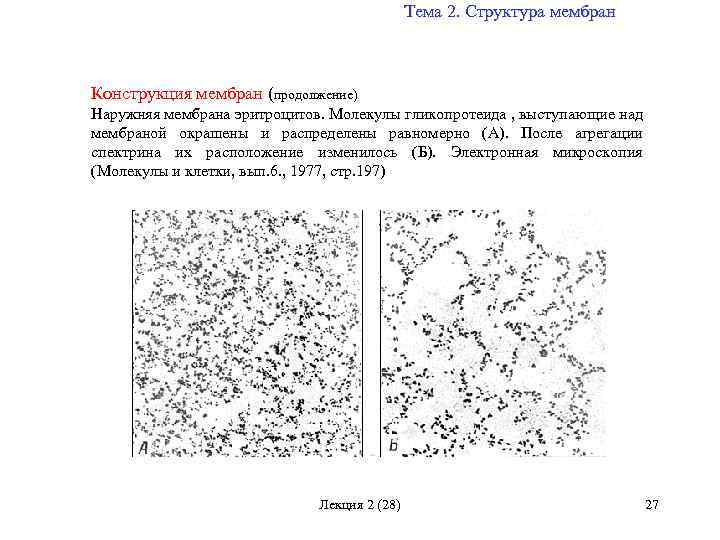 Тема 2. Структура мембран Конструкция мембран (продолжение) Наружняя мембрана эритроцитов. Молекулы гликопротеида , выступающие