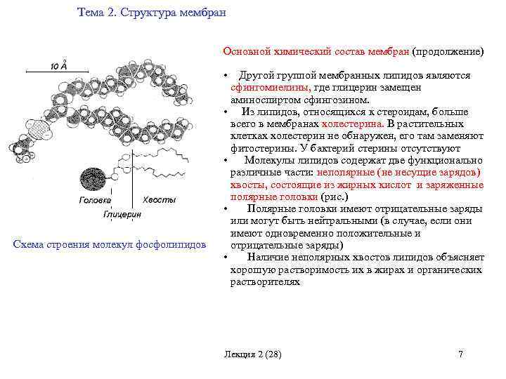 Липиды мембран состав функции