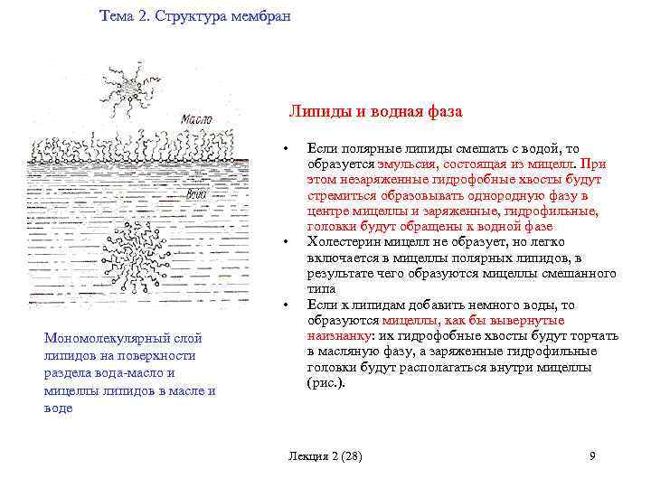 Тема 2. Структура мембран Липиды и водная фаза • • • Мономолекулярный слой липидов