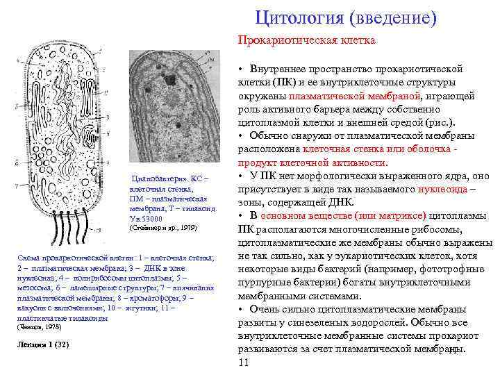 Строение прокариотической клетки кратко