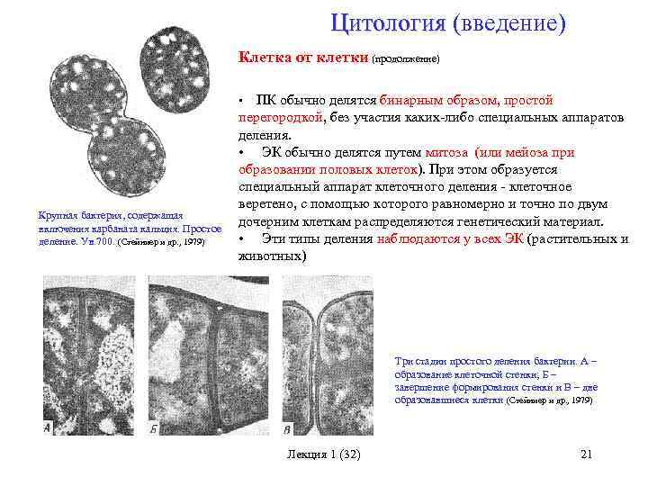 Цитология клетки. Клетка цитология. Цитология методы цитологии. Цитология деление клеток. Темы по цитологии.