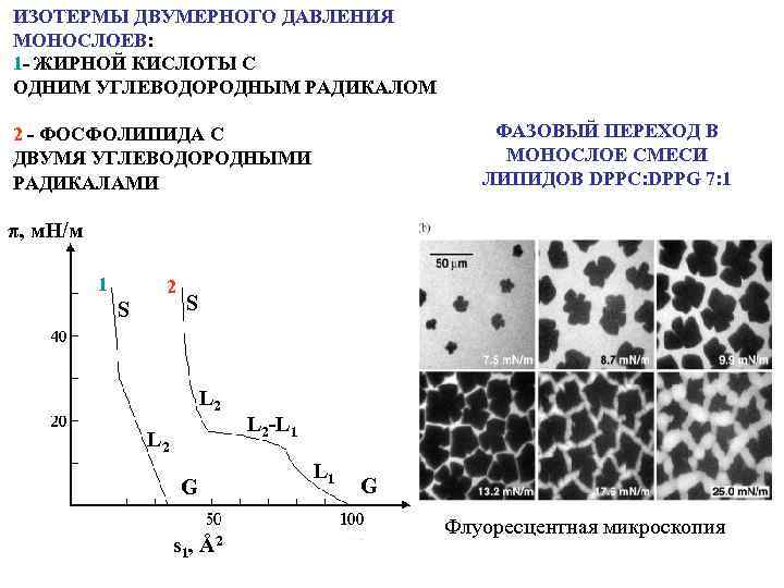 ИЗОТЕРМЫ ДВУМЕРНОГО ДАВЛЕНИЯ МОНОСЛОЕВ: 1 - ЖИРНОЙ КИСЛОТЫ С ОДНИМ УГЛЕВОДОРОДНЫМ РАДИКАЛОМ ФАЗОВЫЙ ПЕРЕХОД