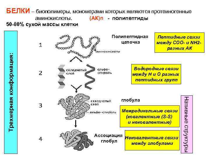 БЕЛКИ – биополимеры, мономерами которых являются протеиногенные аминокислоты. 50 -80% сухой массы клетки (АК)n