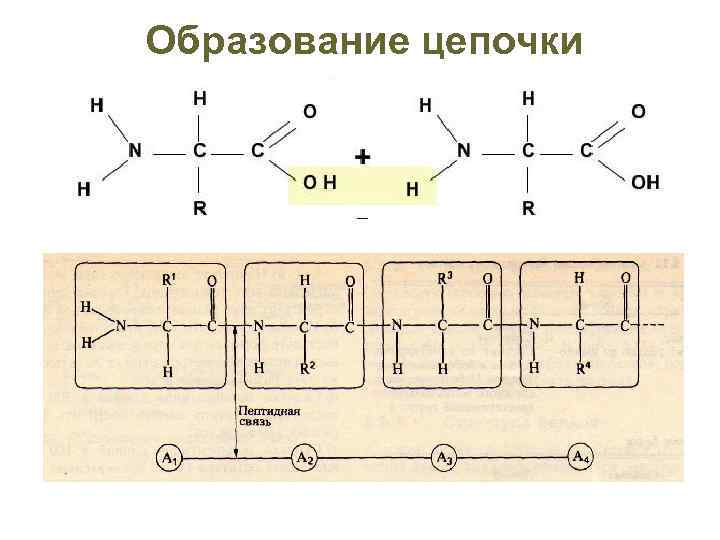 Образование цепочки Энергия N-конец Пептидная связь С-конец 