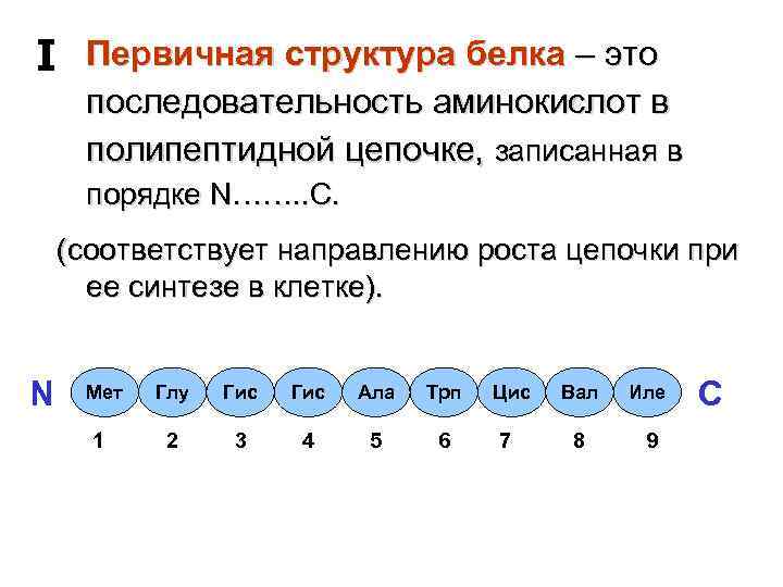 I Первичная структура белка – это последовательность аминокислот в полипептидной цепочке, записанная в порядке