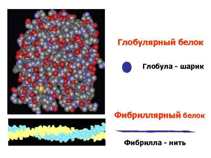 Глобулярный белок Глобула - шарик Фибриллярный белок Фибрилла - нить 