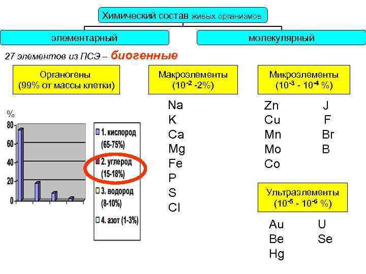 Химический состав живых организмов элементарный молекулярный 27 элементов из ПСЭ – биогенные Органогены (99%