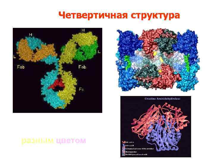 Четвертичная структура Разные цепочки – разным цветом 