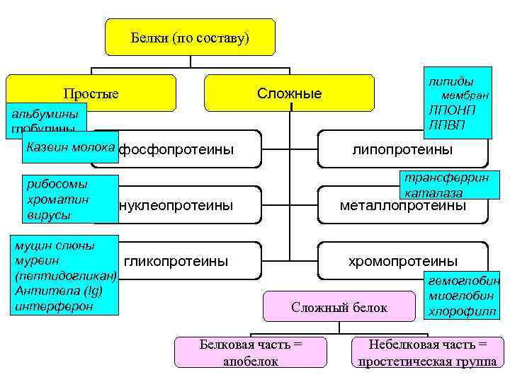 Белки (по составу) Сложные Простые липопротеины трансферрин каталаза нуклеопротеины муцин слюны муреин гликопротеины (пептидогликан)